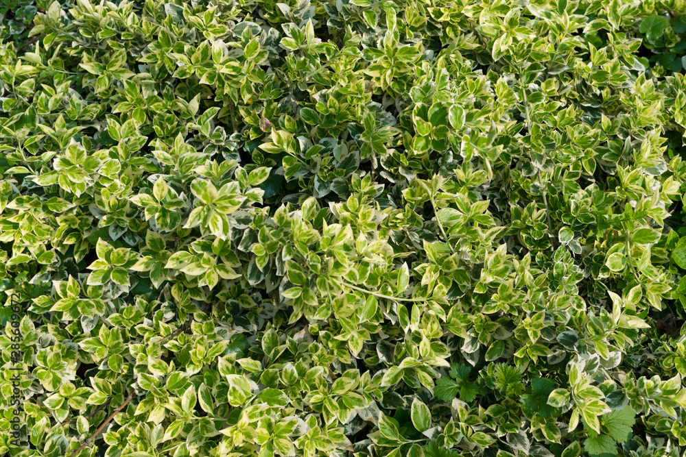 Euonymus fortunei, wintercreeper, spindle or climbing euonymus Euonymus fortunei, wintercreeper, spindle or climbing euonymus