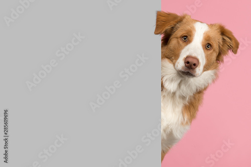 Portrait of a red border collie dog looking around the corner of a grey empty board for copy space