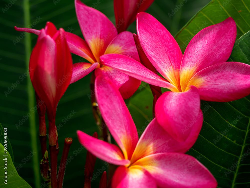 The pink color flower with green leaves The pink color flower with green leaves