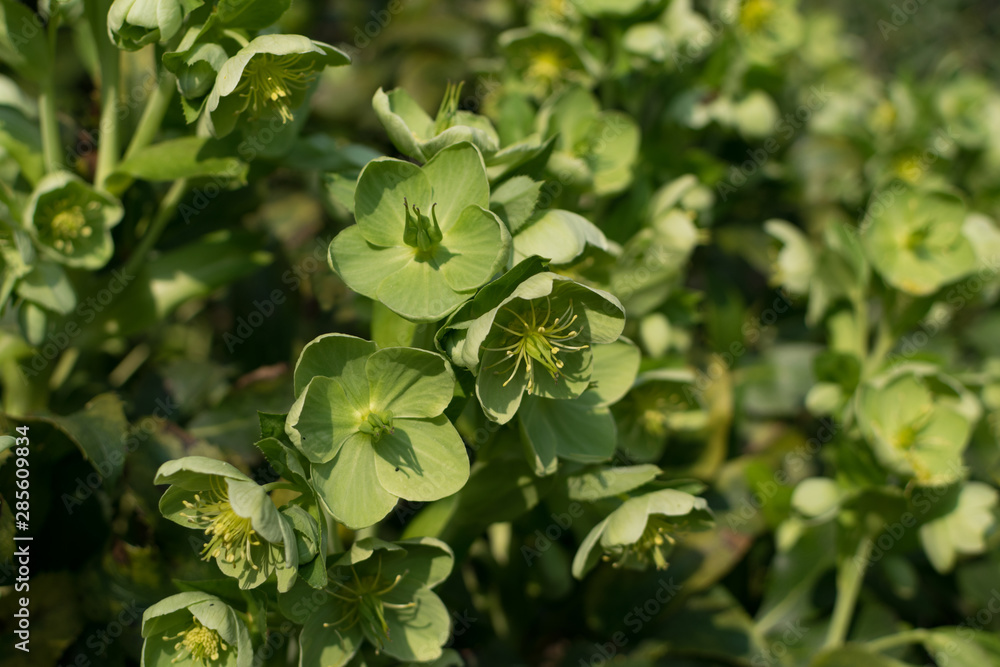 Fototapeta premium Green flowers of helleborus lividus or helleborus dumetorum