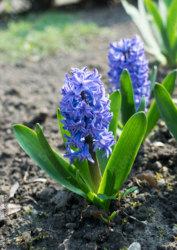 Blue hyacinth flower  hyacinthus or hyacinths flower