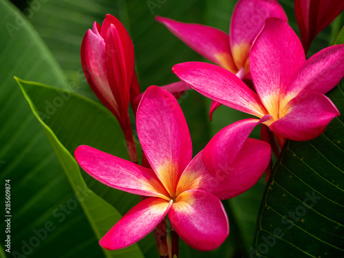 The pink color flower with green leaves