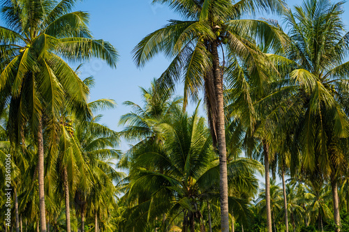 beautiful palm trees with a magnificent crown on a background of blue sky, vacation concept. Palm grove on the island. Coastal lawn under a palm tree. Wallpaper palm trees with large green leaves.