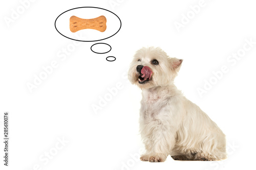 West highland white terrier dog with its tongue out of its mouth licking its mouth thinking of a bone shaped cookie in a thought cartoon balloon on a white background with copy space photo