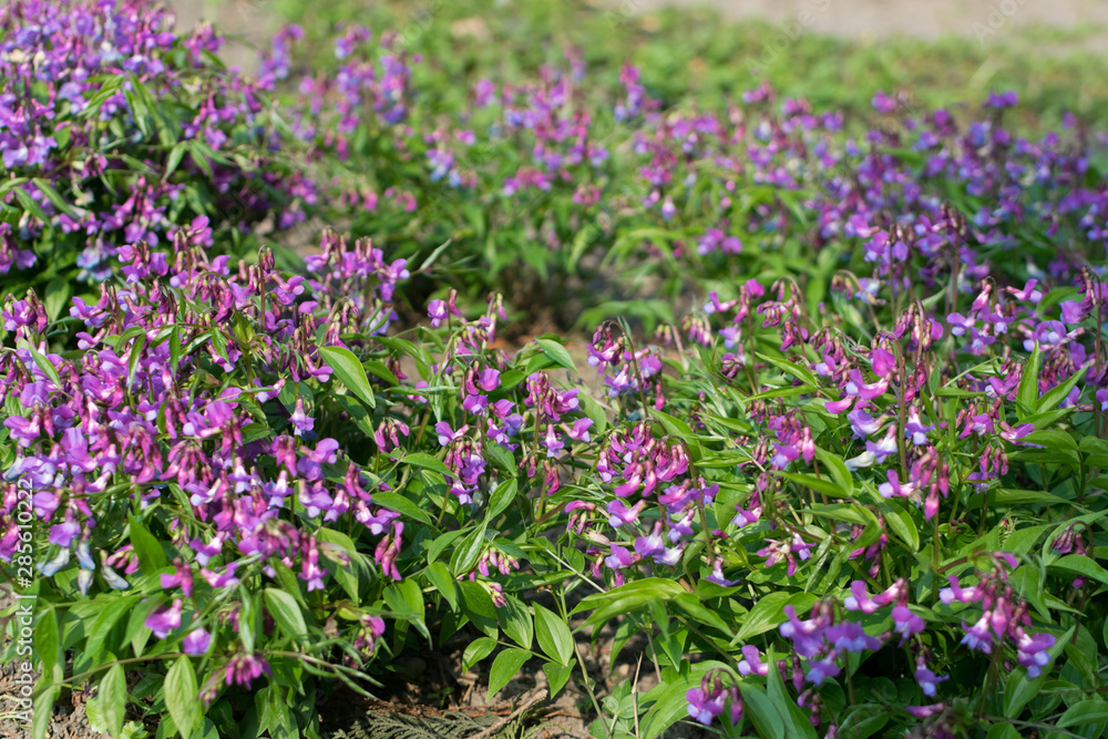 Lathyrus vernus, spring vetchling, spring pea or spring vetch