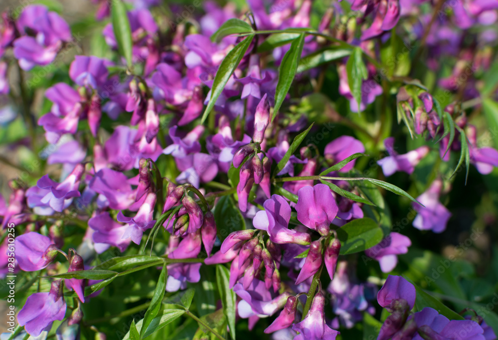 Lathyrus vernus, spring vetchling, spring pea or spring vetch Lathyrus vernus, spring vetchling, spring pea or spring vetch