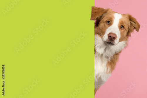 Portrait of a red border collie dog looking around the corner of a lime green empty board for copy space