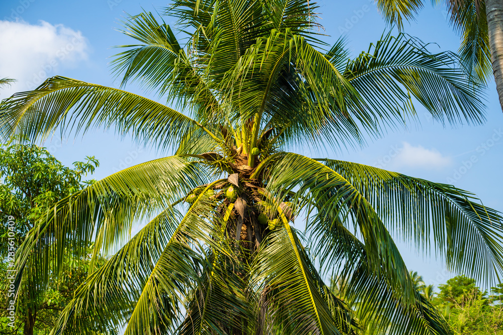 background image of coconut green palm tree on blue sky. background image of coconut green palm tree on blue sky.