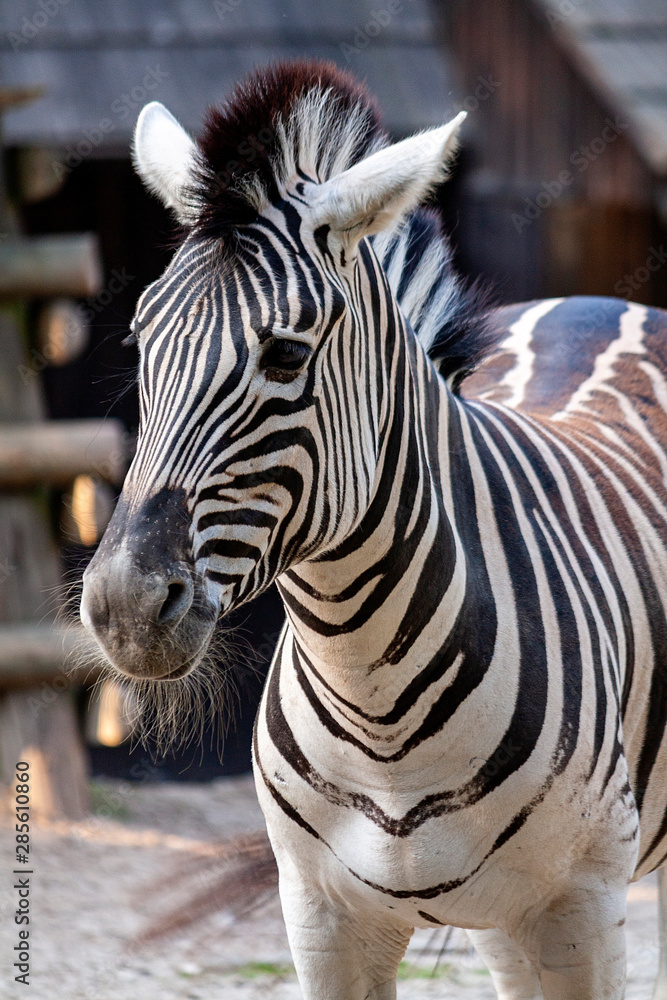 Zebra
