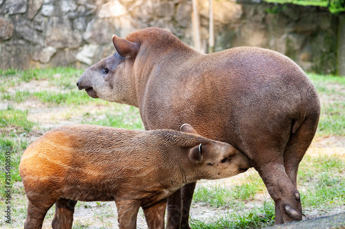 Obraz na płótnie Tapiry w salonie