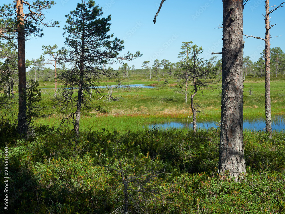 Fototapeta premium Small pond in the bog on a hot summer day. Northern landscape from the Kauhaneva-Pohjankangas National park in Finland.