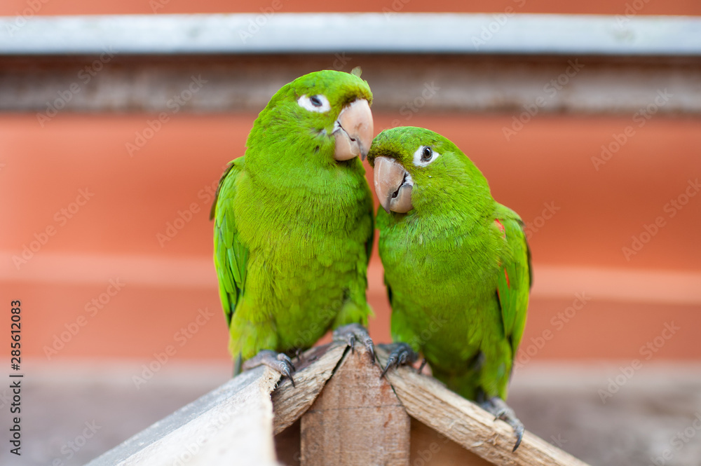 Obraz premium Lovely green parrots pair