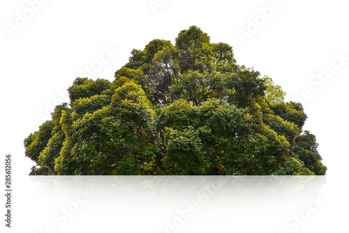 Carta da parati green bush isolated on white background.