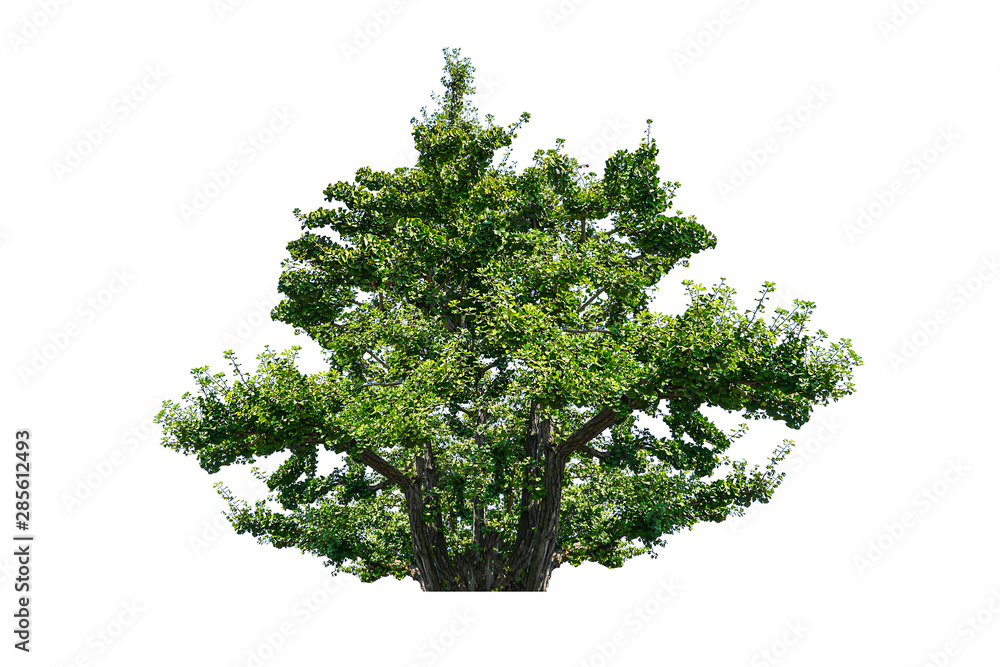 Obraz premium Tree isolated on white background 