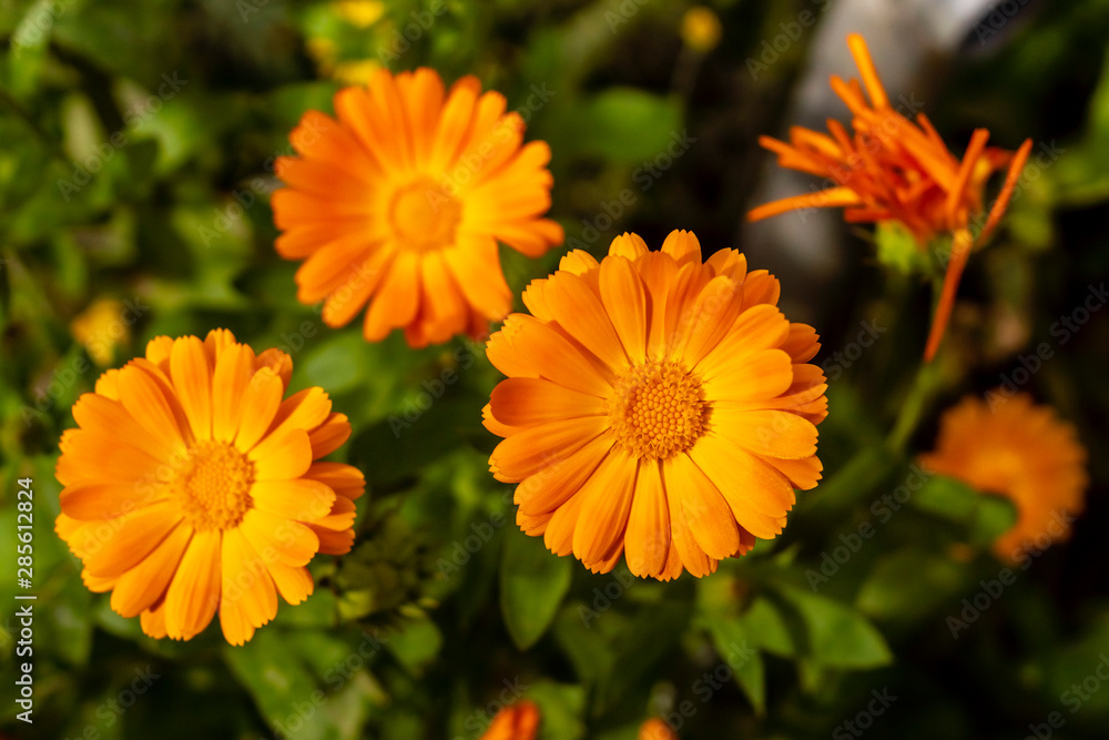 Beautiful calendula flowers in the garden Beautiful calendula flowers in the garden