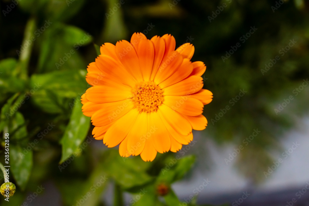 Beautiful single calendula flower in the garden Beautiful single calendula flower in the garden