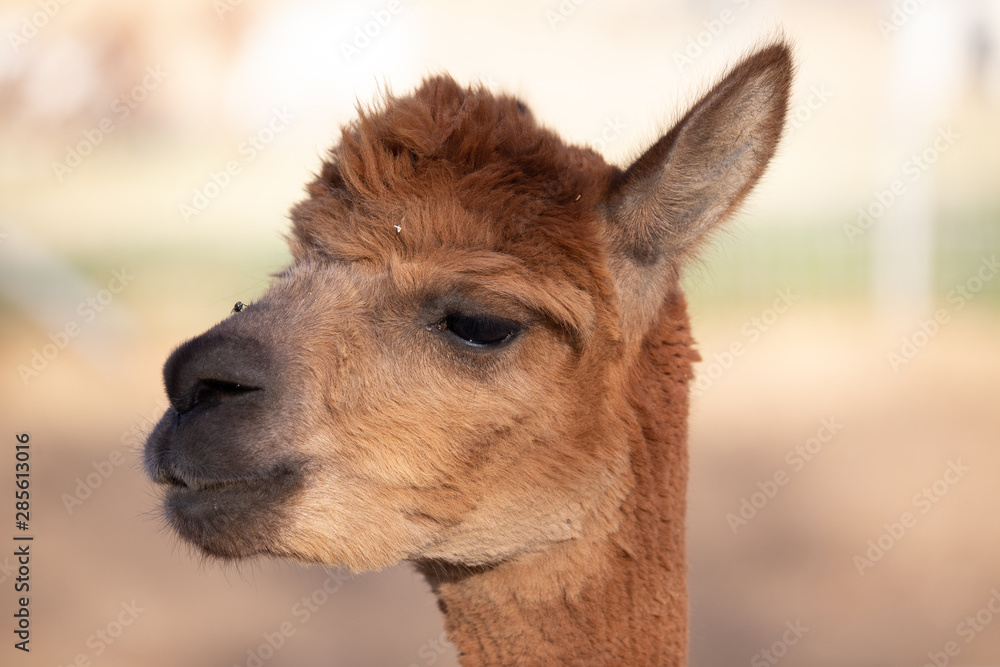 Obraz premium alpaca portraits: sweet, funny face collection for animal lovers