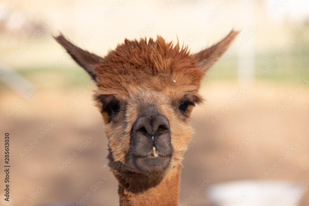 Fototapeta premium alpaca portraits: sweet, funny face collection for animal lovers