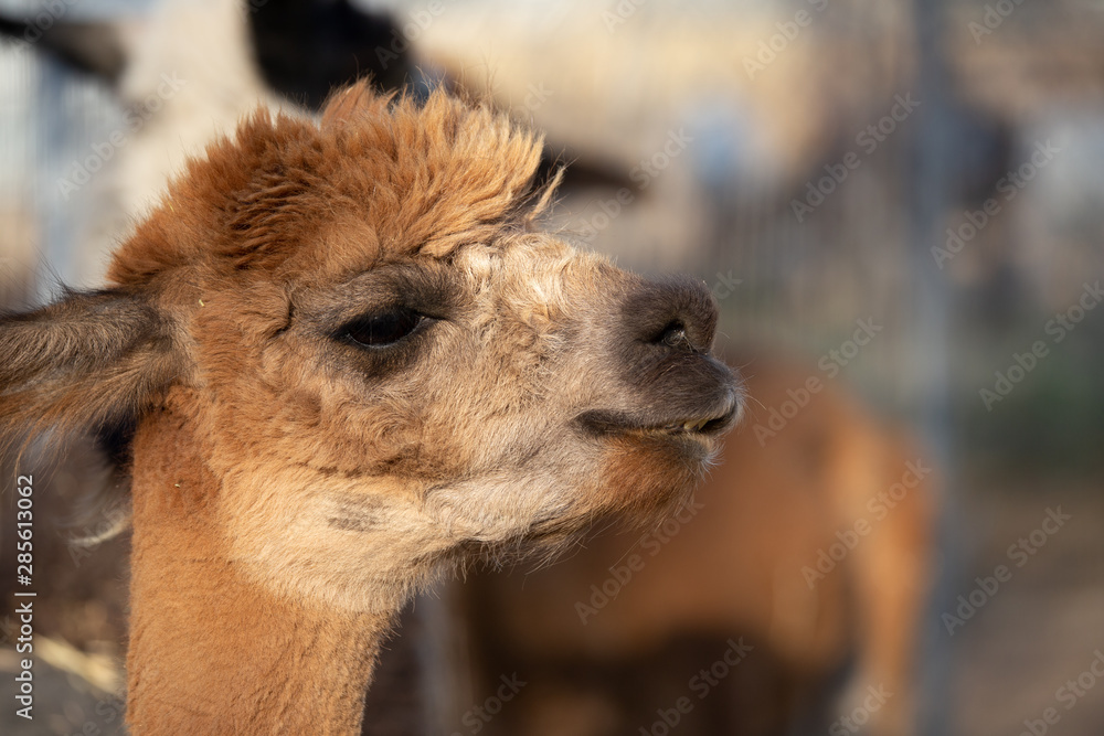 Obraz premium alpaca portraits: sweet, funny face collection for animal lovers