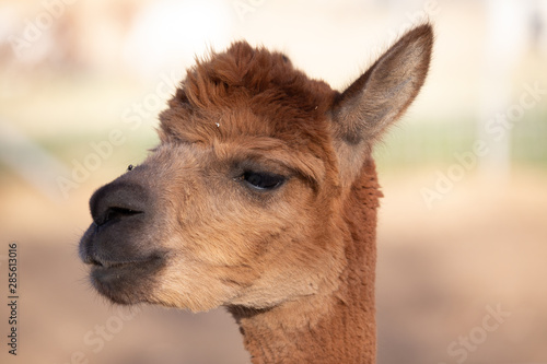 alpaca portraits  sweet  funny face collection for animal lovers