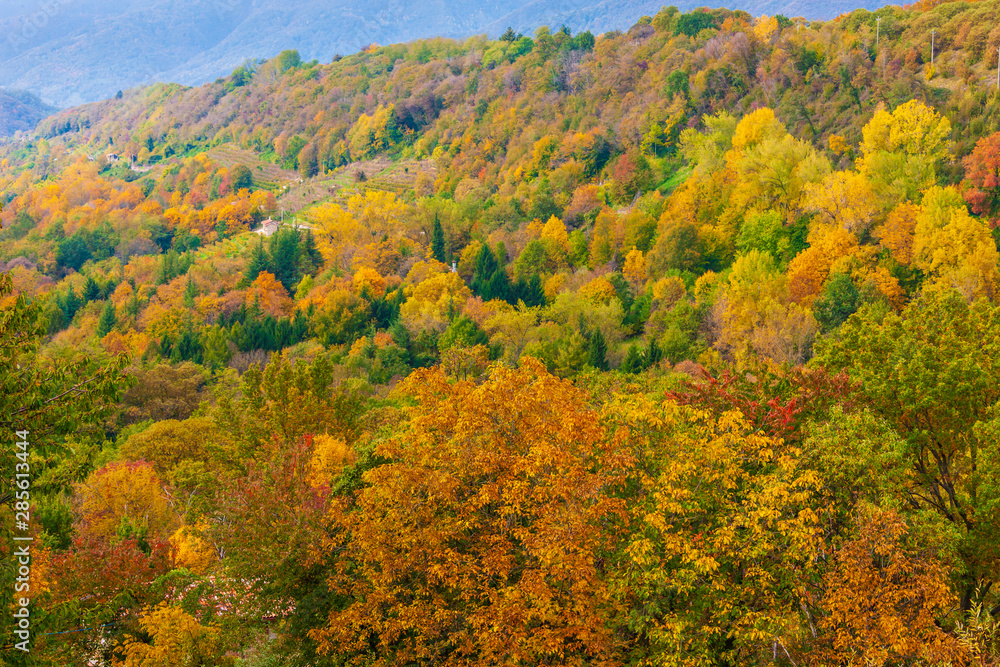 The colors of autumn in the Trevigiani hills The colors of autumn in the Trevigiani hills