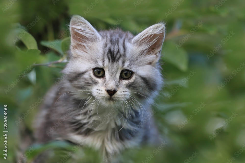 Portrait of a Cute Maine Coon kitten with green background. Maine coon baby.