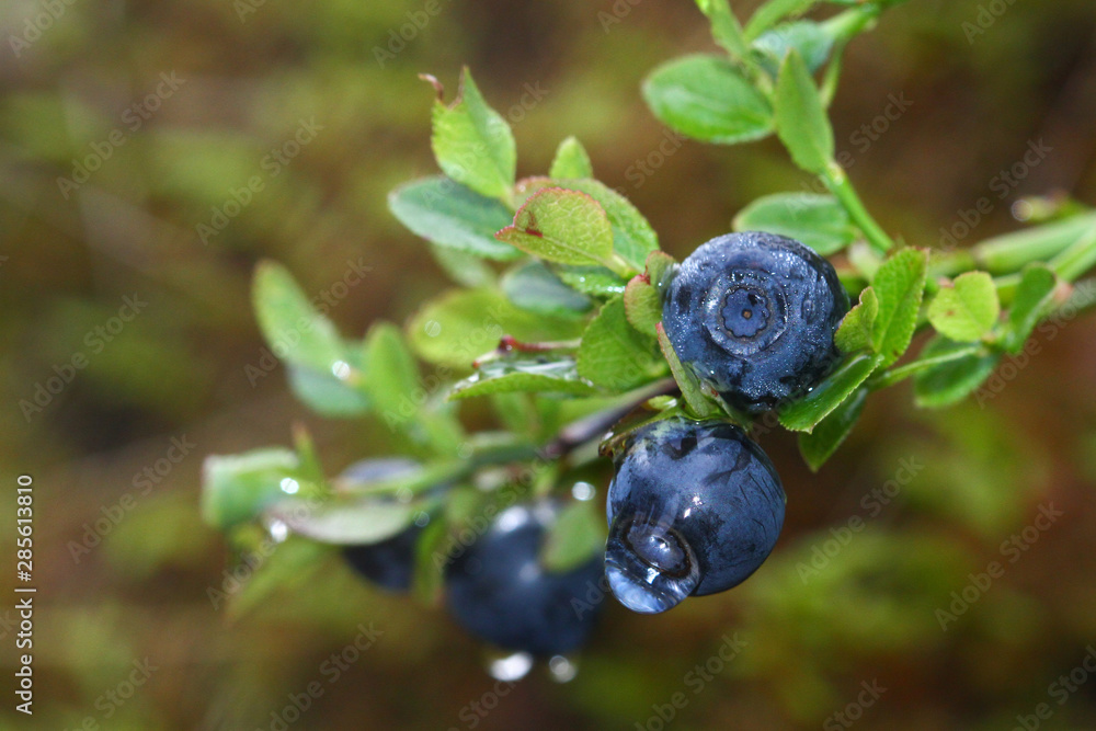 Fresh wild wet blueberry fruit in bush