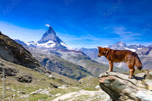 Matterhorn Schweiz mit Hund © Julia