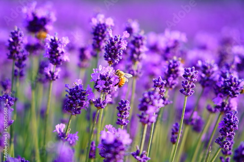 ラベンダーの蜜を吸うハチ / Lavender and bee photo