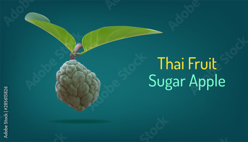 realistic custard apple or sugar apple or sweetsop and beuatiful leaf. thai annona healthy fruit. vector illustartion eps10