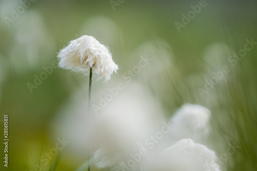 Eriophorum vaginatum, the hare's-tail cottongrass, tussock cottongrass, or sheathed cottonsedge. Photographed in the Norwegian wilderness