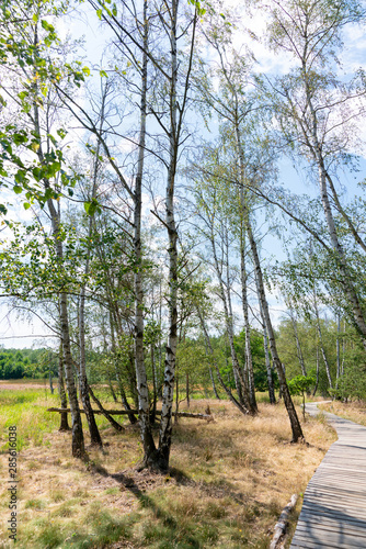 Holzpfad im Naturreservat Soos im Egerbecken in Tschechien photo