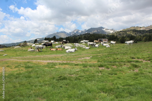 paysage de montagne dans les pyrénées avec des vaches 