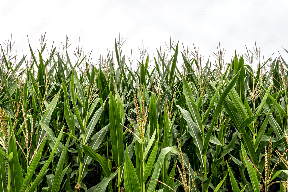 maize, corn, many small male flowers make up the male inflorescence, called the tassel maize, corn, many small male flowers make up the male inflorescence, called the tassel