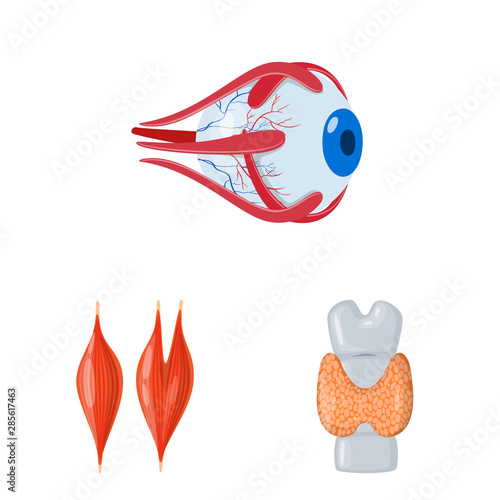 Isolated object of anatomy and organ logo. Set of anatomy and medical stock symbol for web.