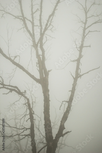 fog