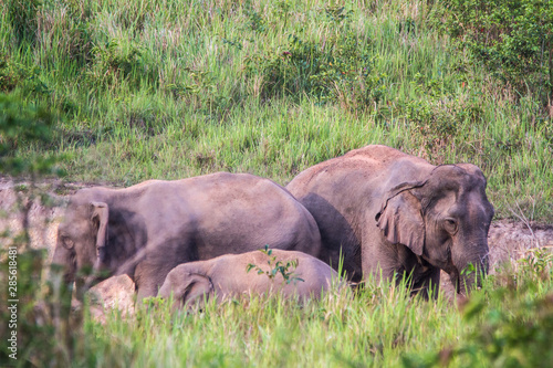 Elephant family in jungle. Cute elephant family view