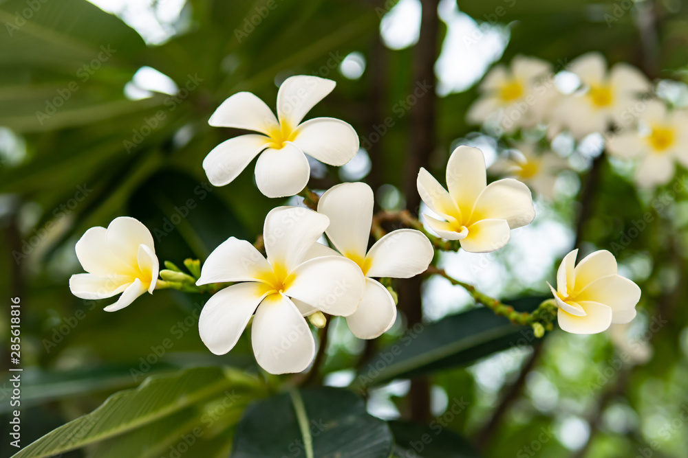White Plumeria flowers on tree White Plumeria flowers on tree