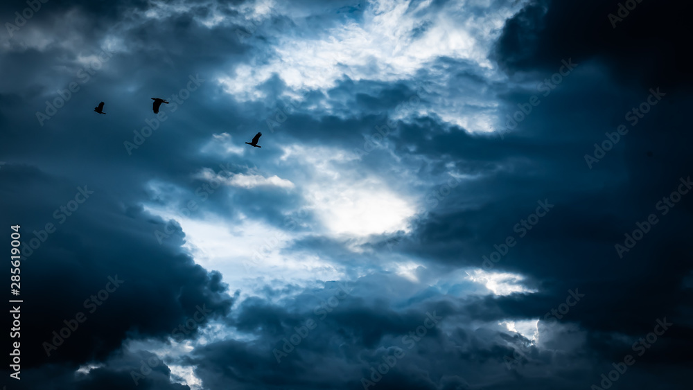 birds fly into the storm clouds