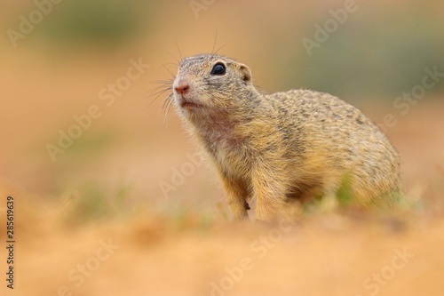 Ground squirrel with blur background
