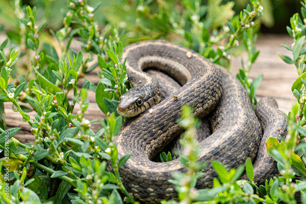 snake in grass snake in grass