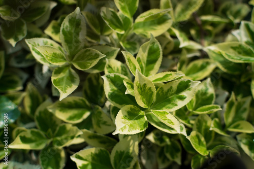 Wallpaper Mural Euonymus fortunei, wintercreeper, spindle or climbing euonymus Torontodigital.ca