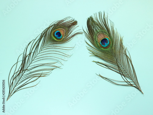 Clothing and home decoration. Peacock's feathers on light blue background.