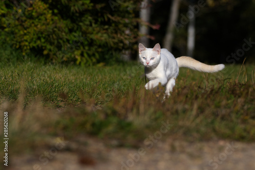 A Cute White Kitten Prowling Through the Grass