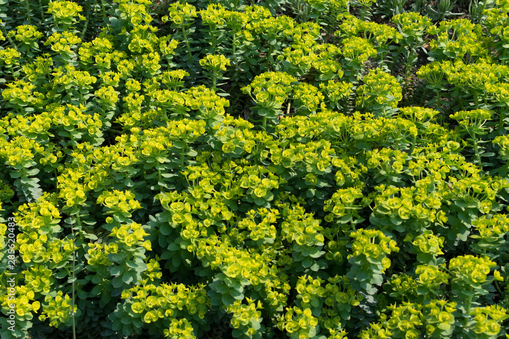 Euphorbia myrsinites, the myrtle spurge, blue spurge or broad-leaved glaucous-spurge