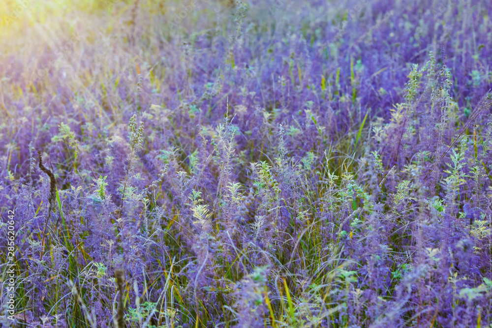 purple field wild flowers and grass in the sun rays. .lilac floral background or wallpaper
