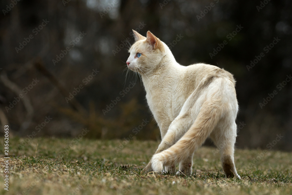 A Scruffy White Cat Stood Alert in a Grassy Yard