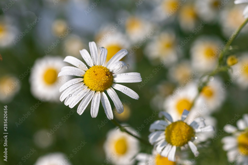 chamomile flower with drops of water on a background of chamomile garden. white chamomile flowers German chamomile. Matricaria chamomilla or Chamaemelum nobile chamomile flower with drops of water on a background of chamomile garden. white chamomile flowers German chamomile. Matricaria chamomilla or Chamaemelum nobile