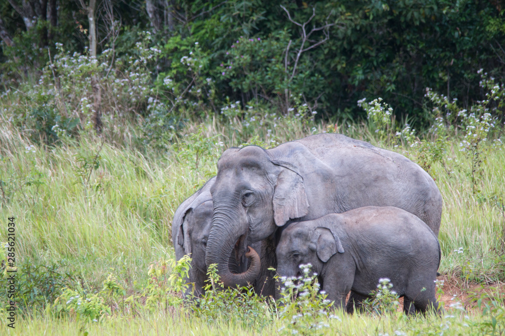 Elephant family in jungle. Cute elephant family view