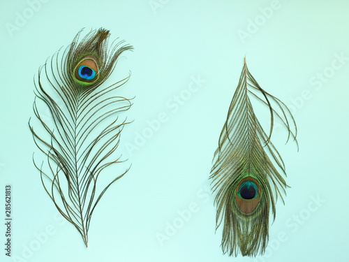 Clothing and home decoration. Peacock's feathers on light blue background. Top view with copy space.